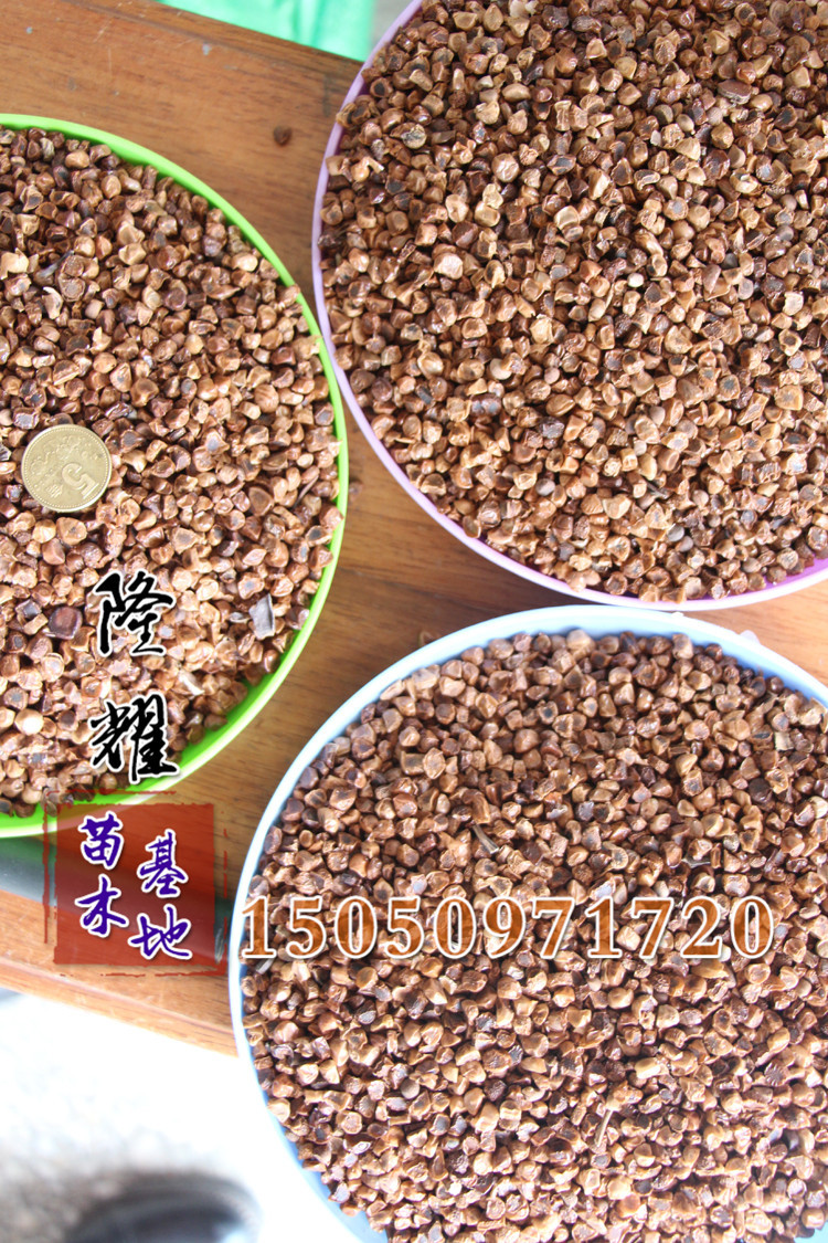基地直销花菖蒲种子 绿化景观花菖蒲种子 绿化工程种子 花卉.