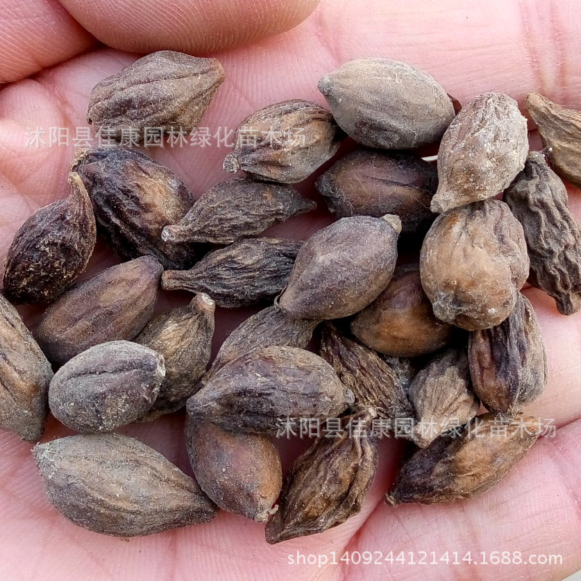 小叶榄仁种子 雨伞树种子 榄仁树 细叶榄仁种子 1件=1斤
