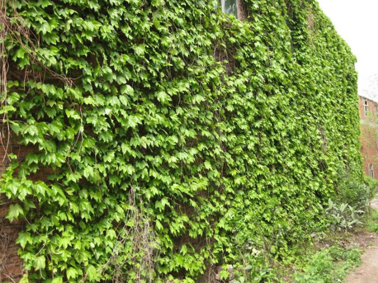 爬山虎苗 五叶地锦 爬墙高手 遮阳降温 2年苗 藤本植物 净化空气