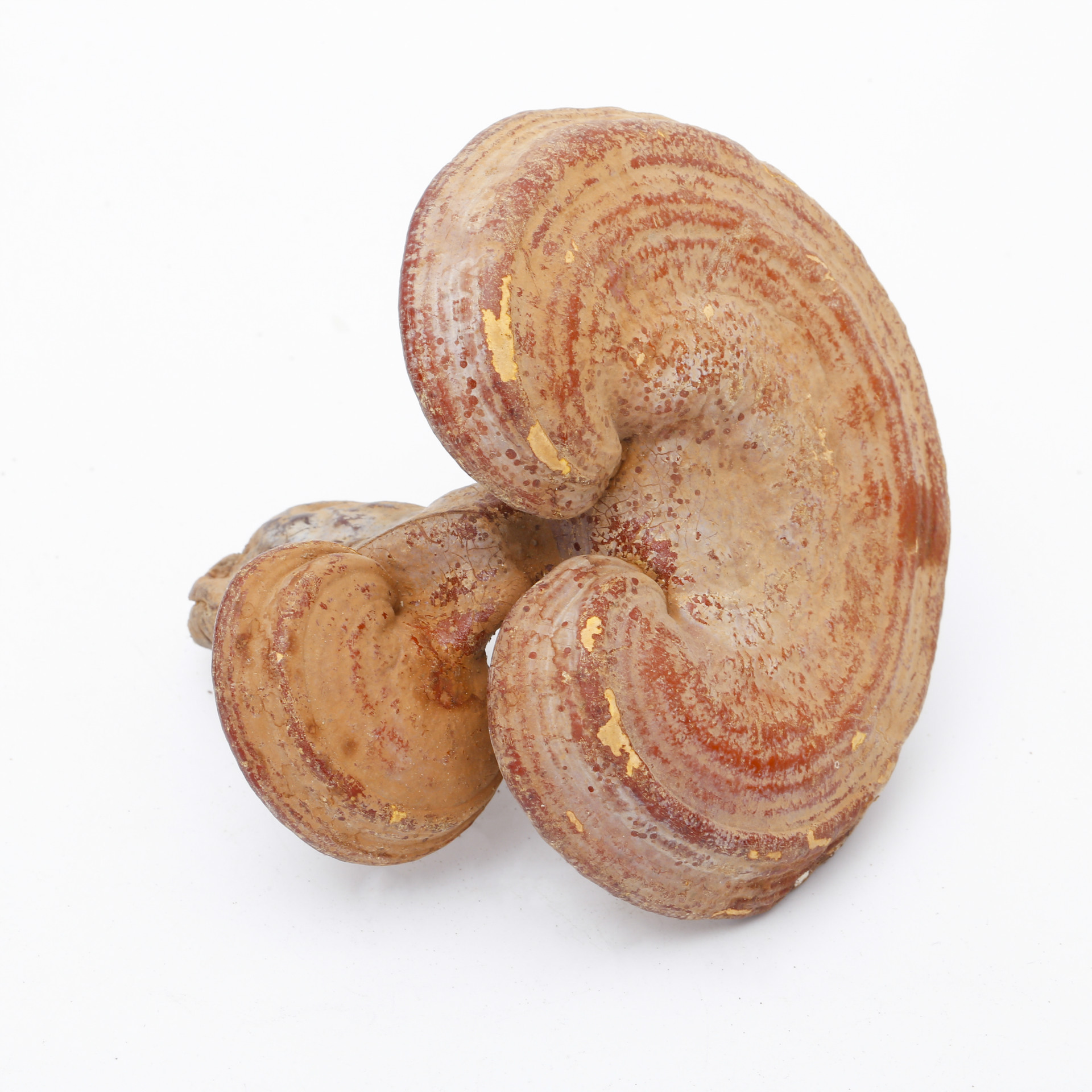 产地直销大量批发东北长白山特产长白山带粉木灵芝滋补营养佳