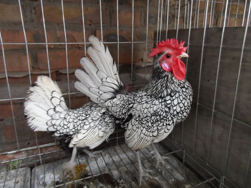 元宝鸡哪里有卖的,元宝鸡如何购买交易,元宝鸡养殖