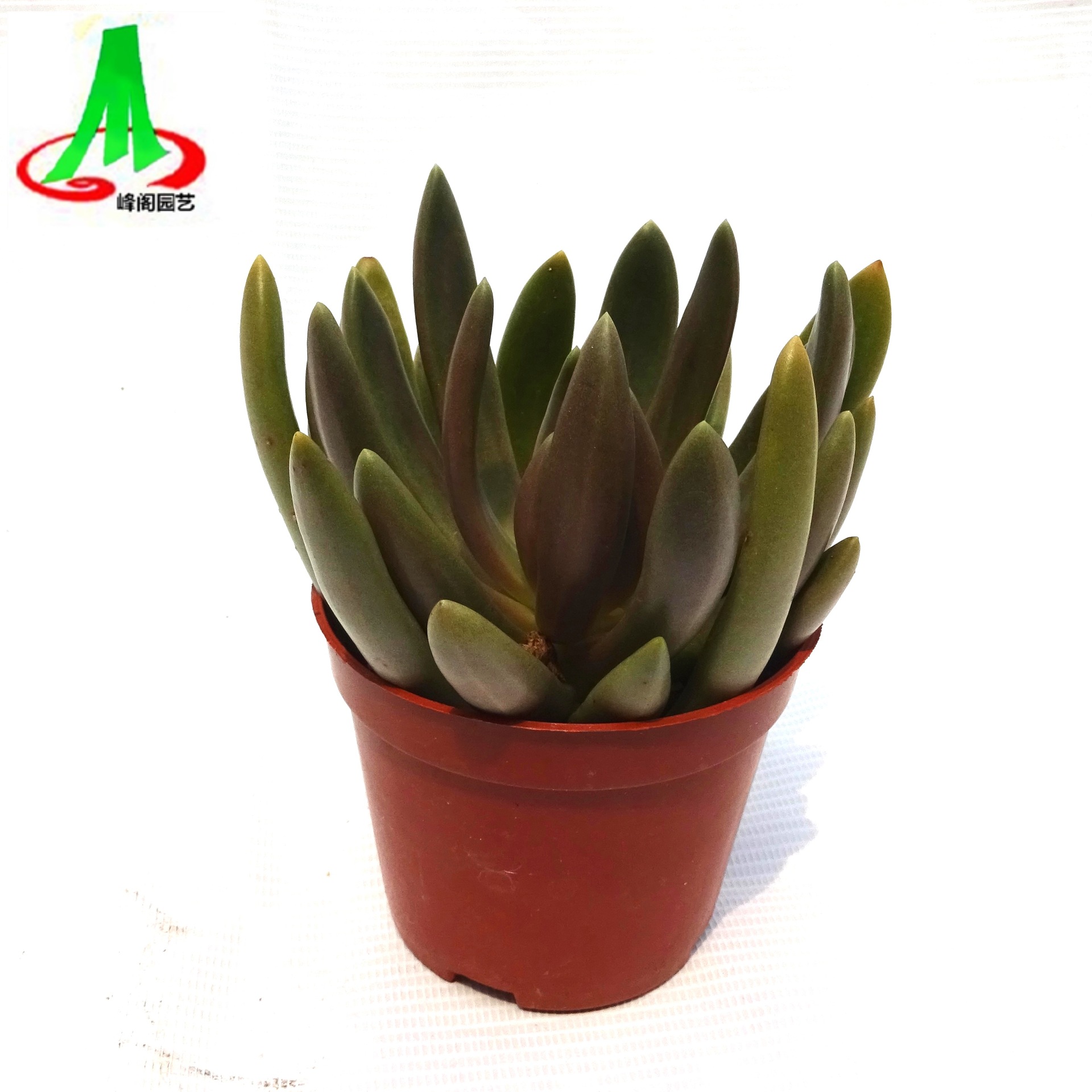 基地货源批发防辐射景天多肉植物盆景盆栽花卉(90#)长叶红莲