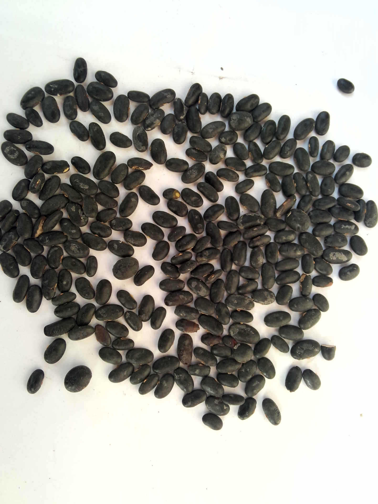 供应优质优价扁黑豆黑黑豆长腰形黑豆