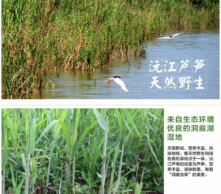 供应信息 酱腌菜 野生沅江芦笋 食品 洞庭湖特产芦笋 沅江芦笋,芦苇笋