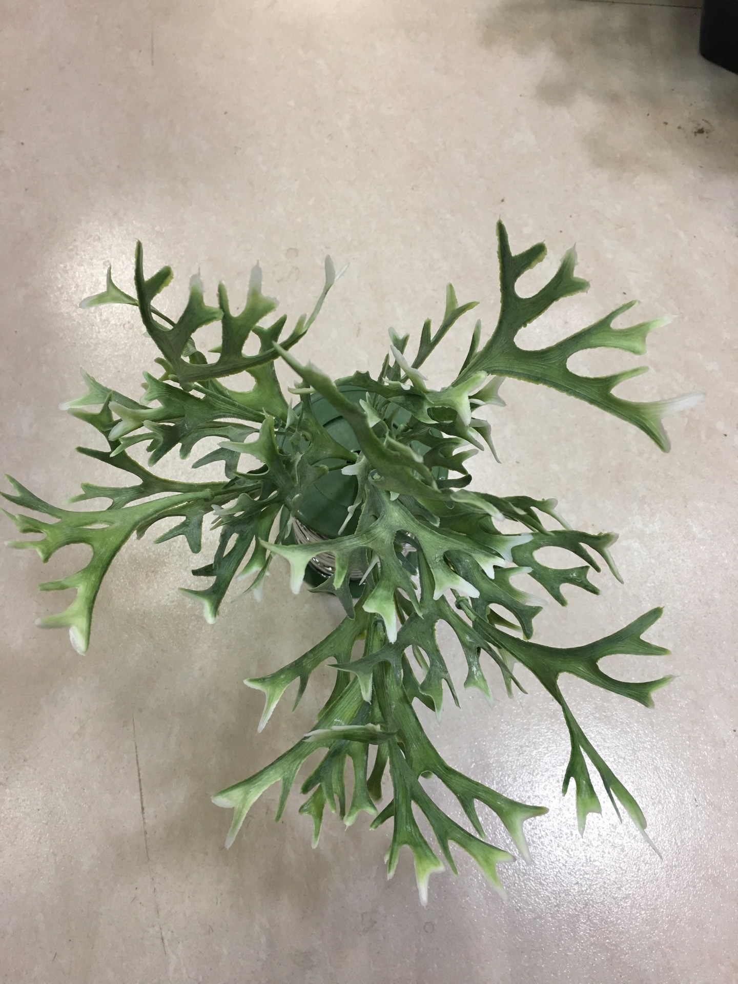仿真鹿角草软装装饰物植物墙插花叶子