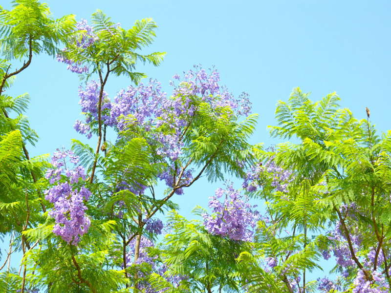 新采蓝花楹种子 兰花楹种子 蓝雾树种子 绿化苗木种子 工程