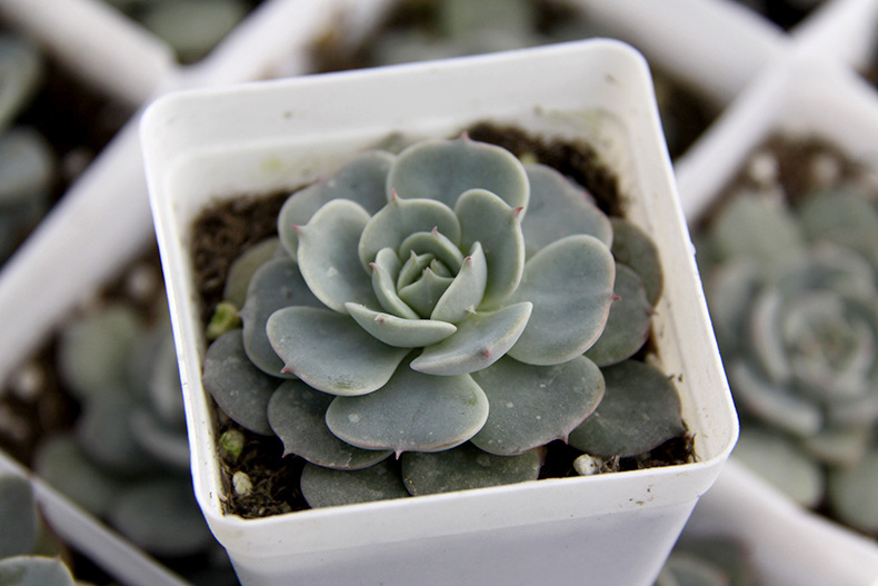 多肉植物批发荷叶莲5cm左右 大棚直销绿色防辐射净化空气奇趣盆