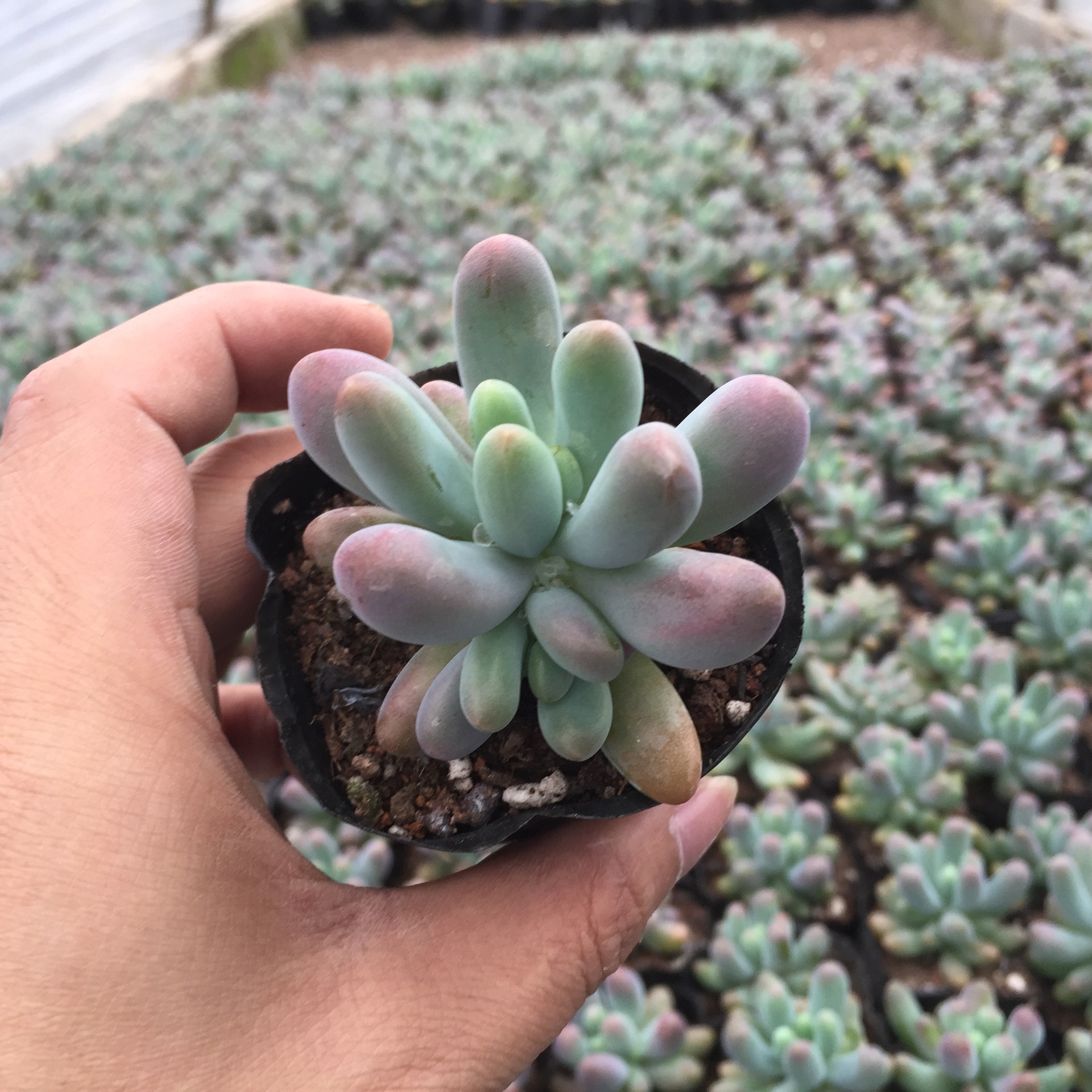 多肉植物乙女心千八代多肉植物批漳州多肉植物批发特价