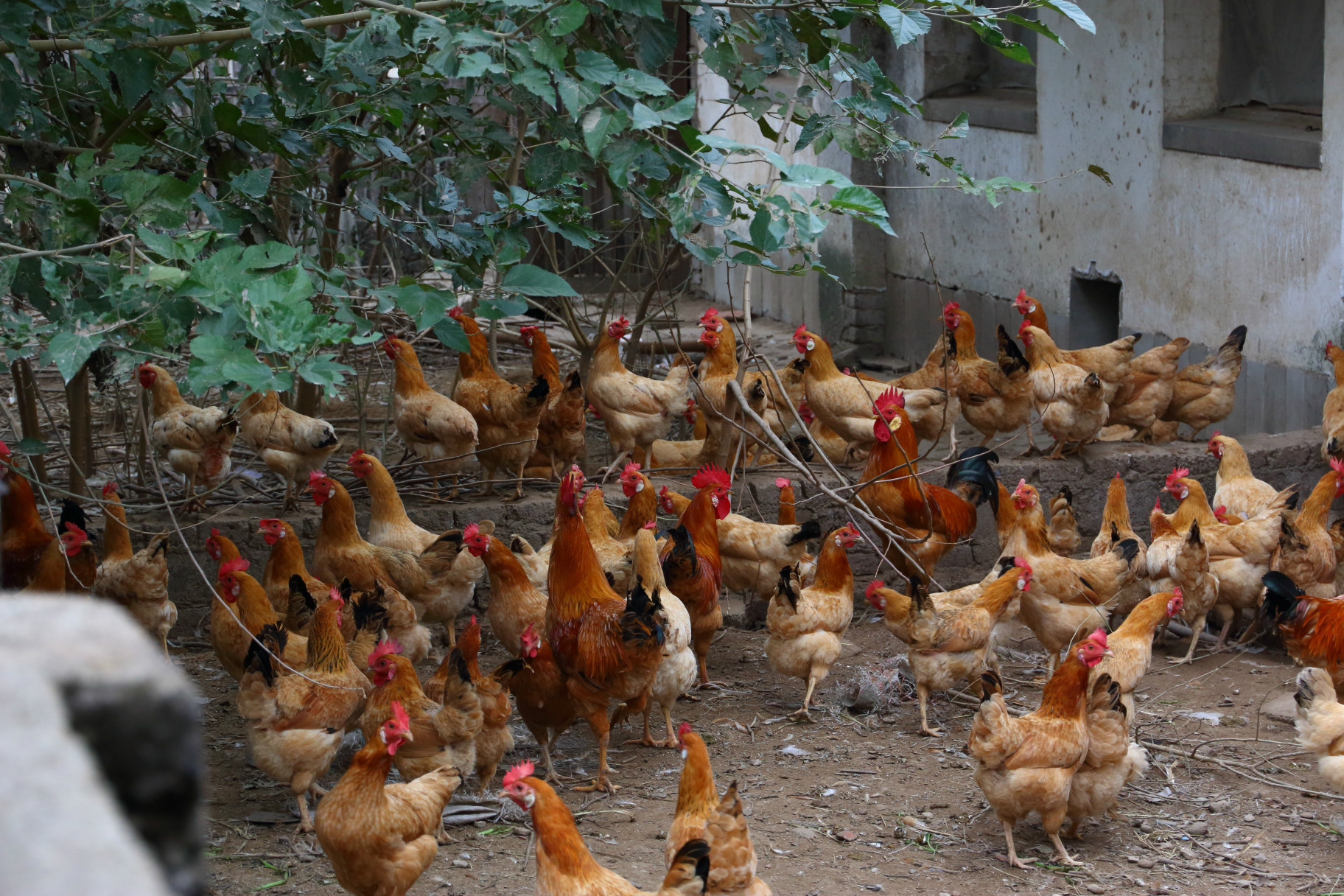 江西婺源县生产原生态白耳黄鸡 ***无污染土鸡 散养食草生.