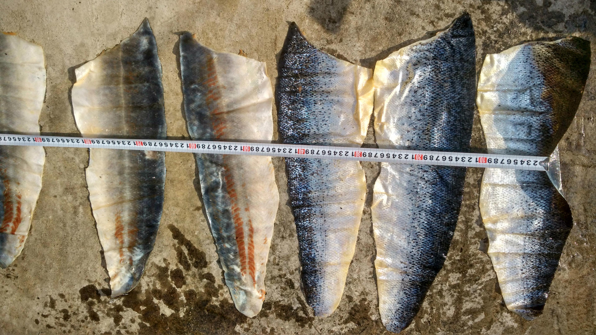 马哈鱼皮 三文鱼皮 草鱼皮 鲮鱼皮 皖鱼皮