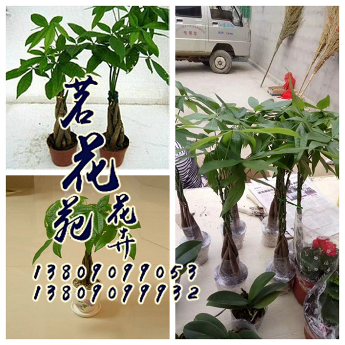 批发室内盆栽办公桌面绿植花卉发财树苗净化空气防辐射辫子发财树