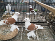 彩背鸽子哪里有卖的 喀什彩背鸽价格 外系观赏鸽彩背鸽养殖场