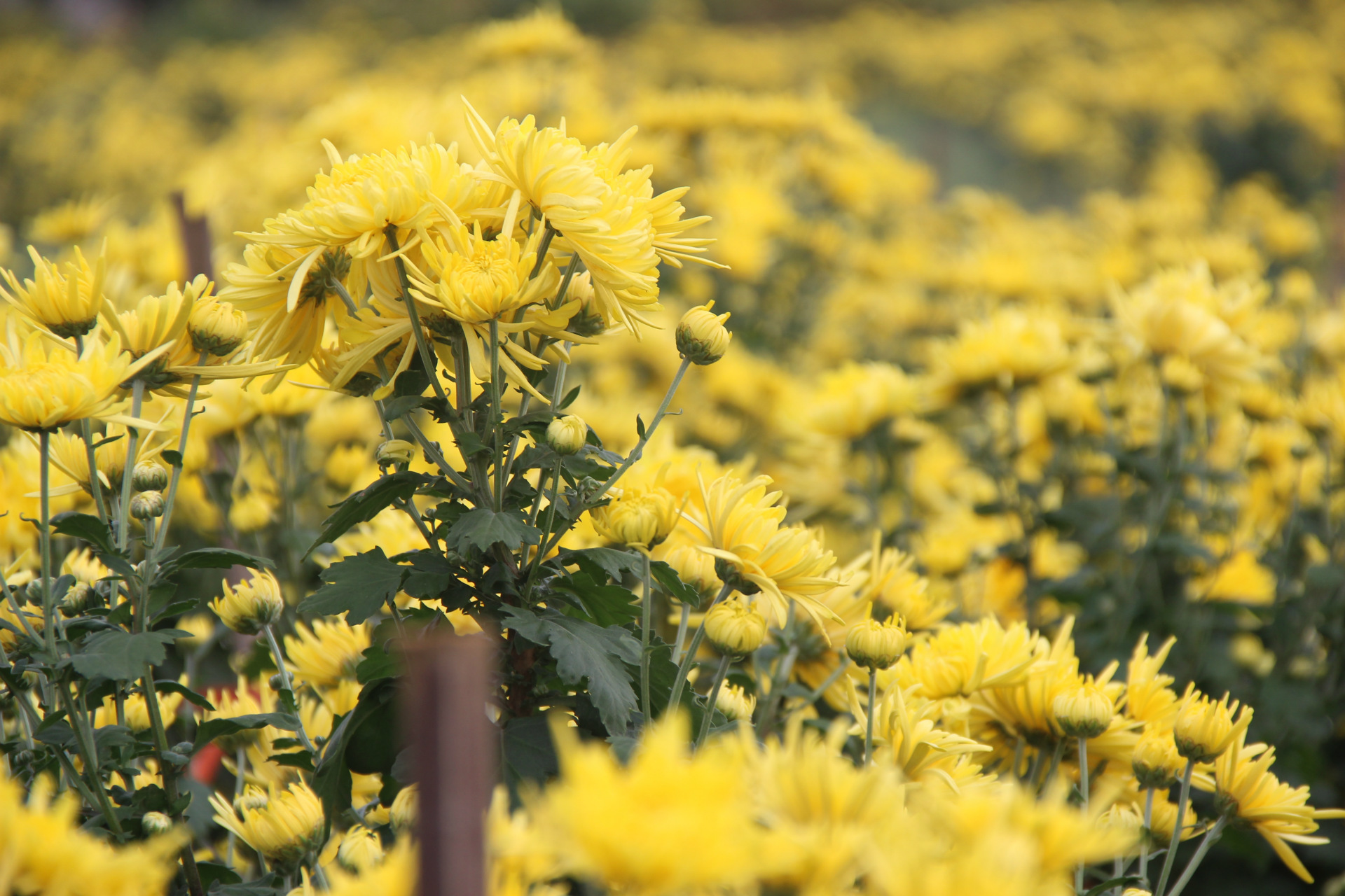 金丝皇菊散装大朵山联皇菊2016年新花产地预订