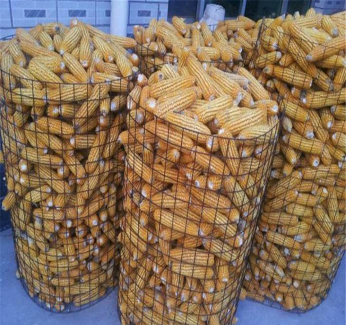 供应山东圈玉米网价格 圈玉米电焊网荷兰网厂家批发,现货直销