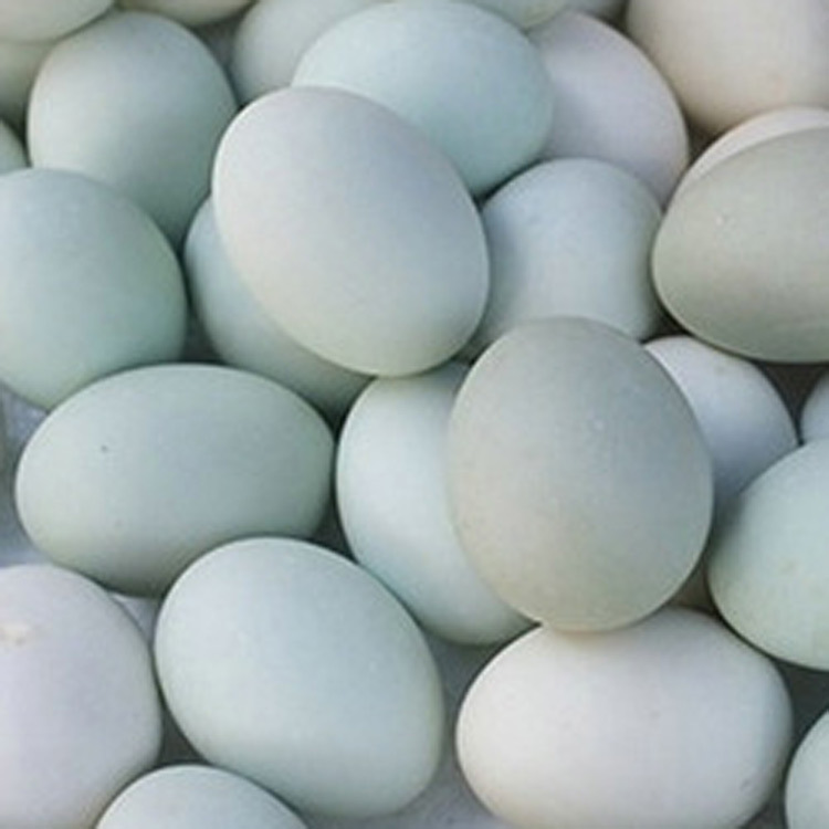 自家生态土鸭蛋农庄放养会飞水库生态鸭子厂家直销鸭蛋批发