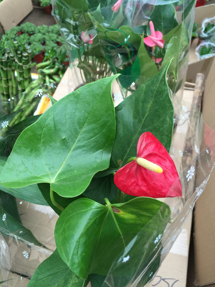 高档盆栽花卉植物 红掌白掌粉掌 带花开花 吸甲醛净化空气 - 苗木批发