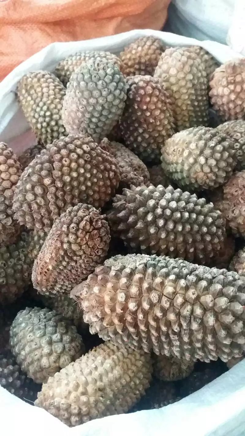 供应山菠萝滴血莲花原籽山菠萝批发整个山菠萝厂家