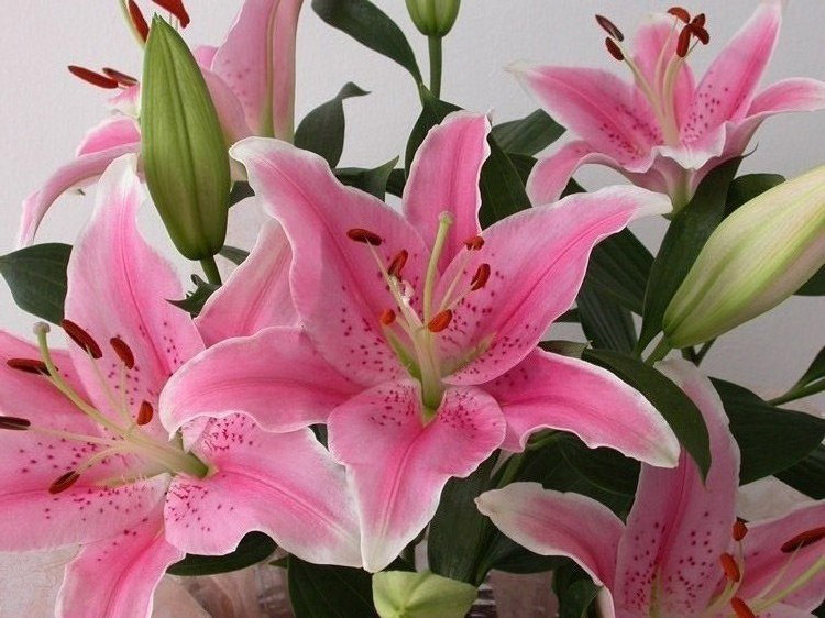 中秋节家用鲜花 百合花鲜花批发 粉百合 云南昆明鲜花批发