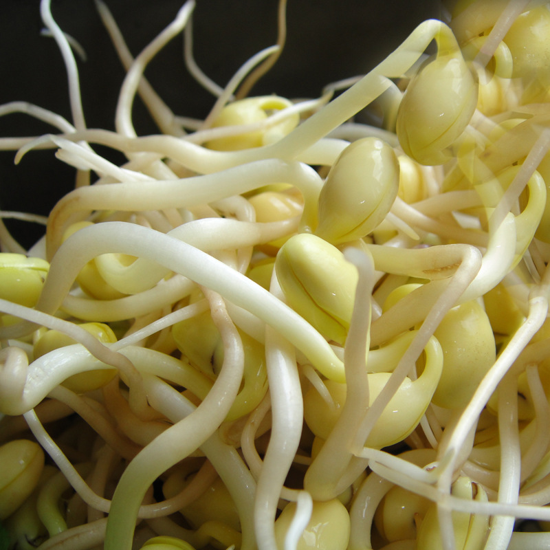 2015年 小金黄 珍珠粒小黄金 中小粒黄豆100g 金农690 黄豆芽苗菜