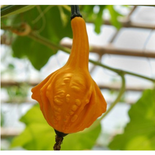 多翅南瓜玩具南瓜量大面议