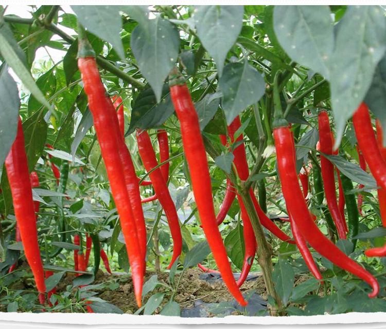 线椒种子 杭椒辣椒籽阳台庭院盆栽蔬菜蔬果种子种菜青椒 辣椒.