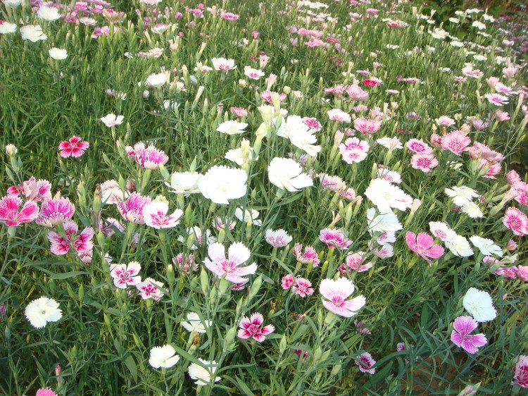 基地直销石竹 耐寒花卉地被植物石竹 价优良优 欢迎咨询