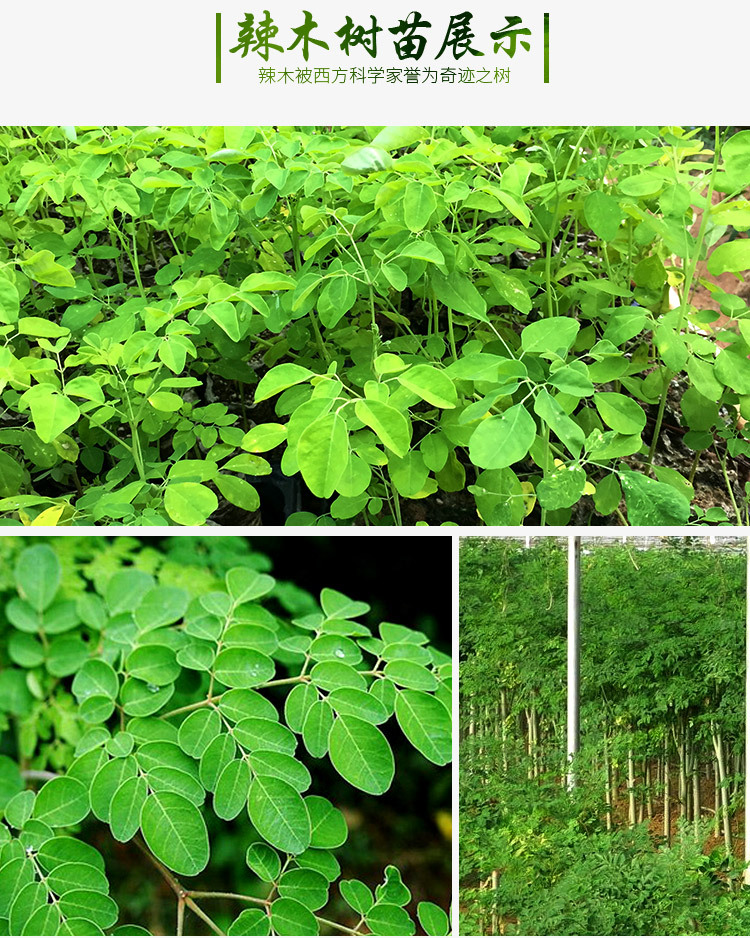 印度辣木树苗园林绿化名贵苗木室内阳台盆景庭院绿植南方种植批发0-石