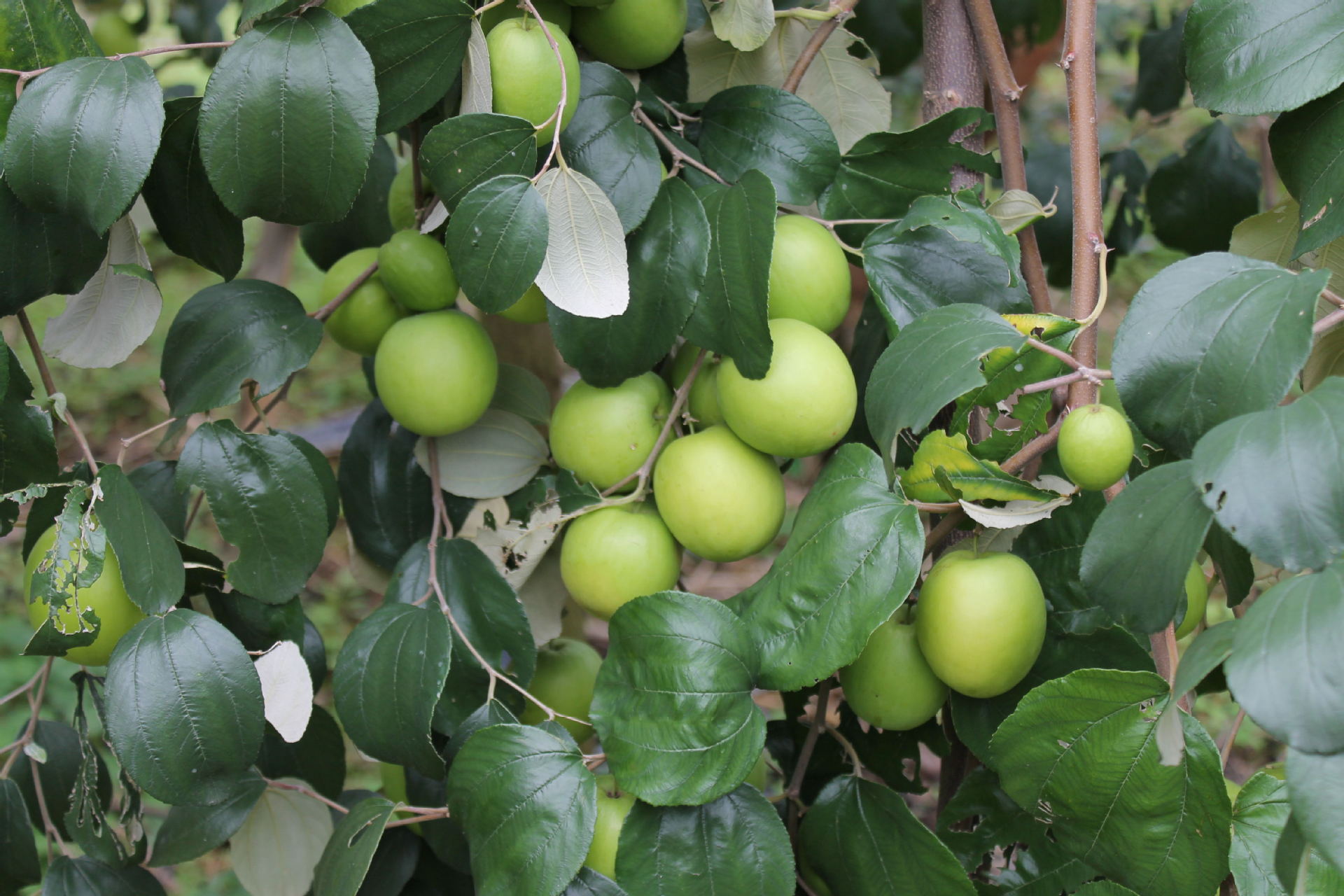 批发新鲜水果牛奶枣大青枣蜜丝枣果园直供一件代发代理水果包邮