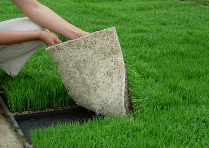 水稻育秧基质厂家
