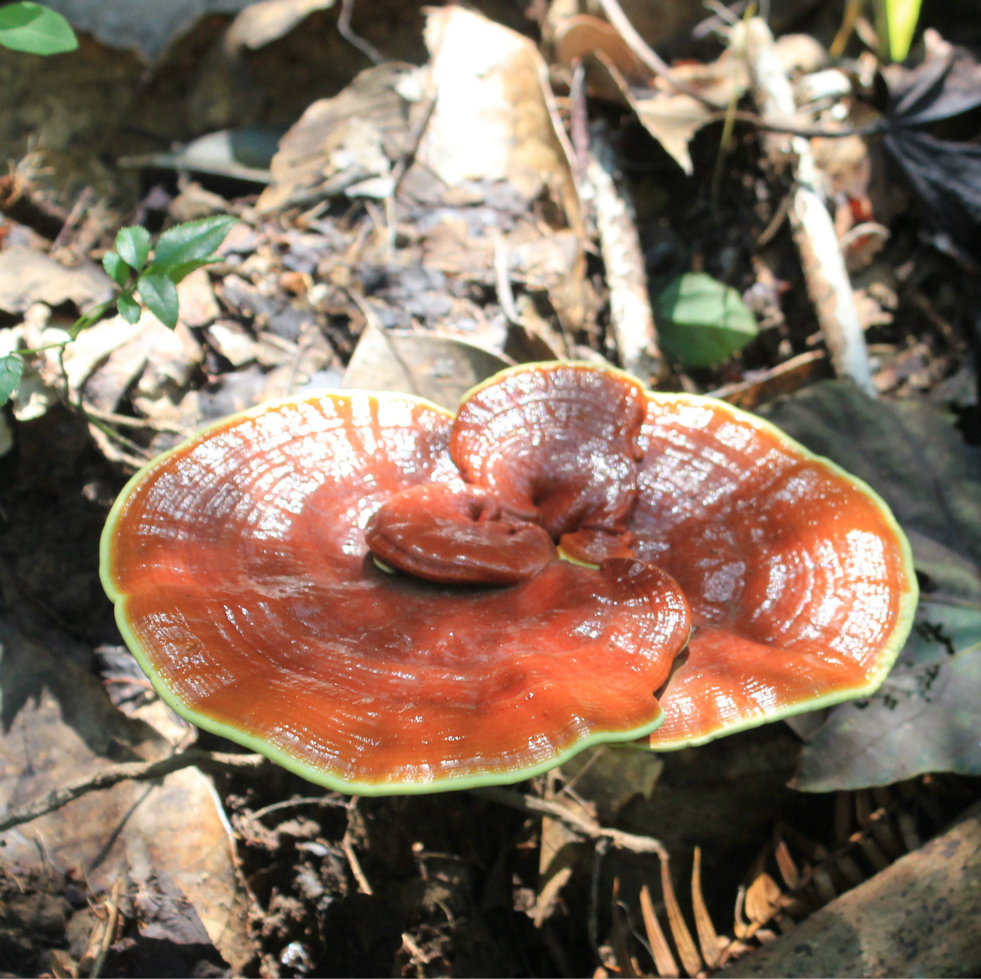 优质高产浙江龙泉供应208灵芝菌种 原种更多参数>>注意事项:出菇6至24