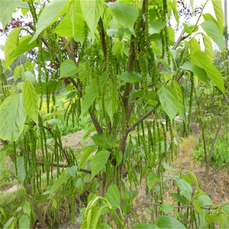 果树苗 桑椹树苗 果桑之王-台湾四季长果桑苗 桑葚树苗桑树苗包邮