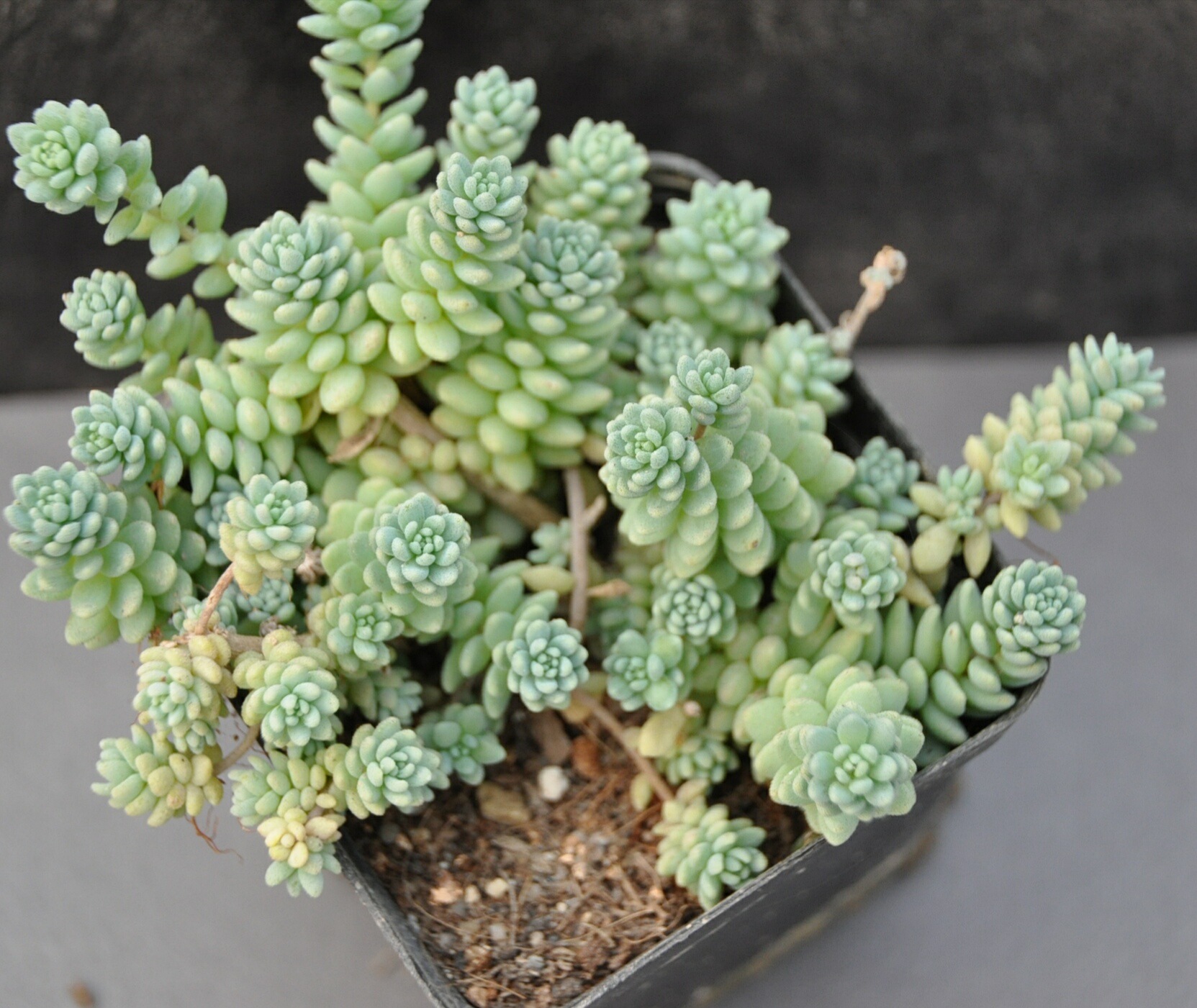 旋叶姬星美人6cm左右 多肉植物 批发 护盆草 拼盘必备