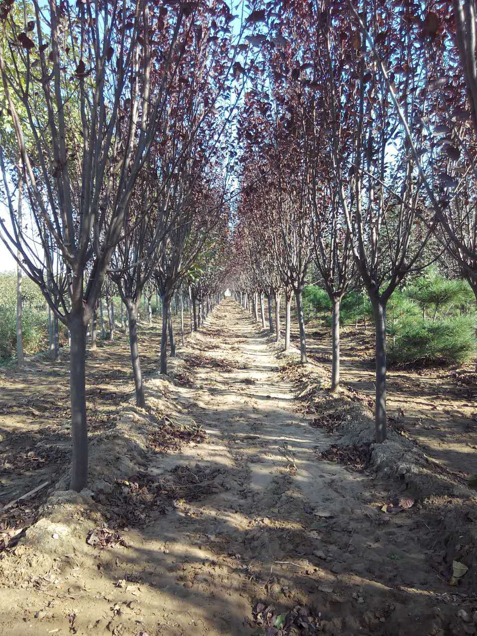 山东基地专业培育8公分紫叶李 成活率高 紫叶李冠幅美观 价格优惠