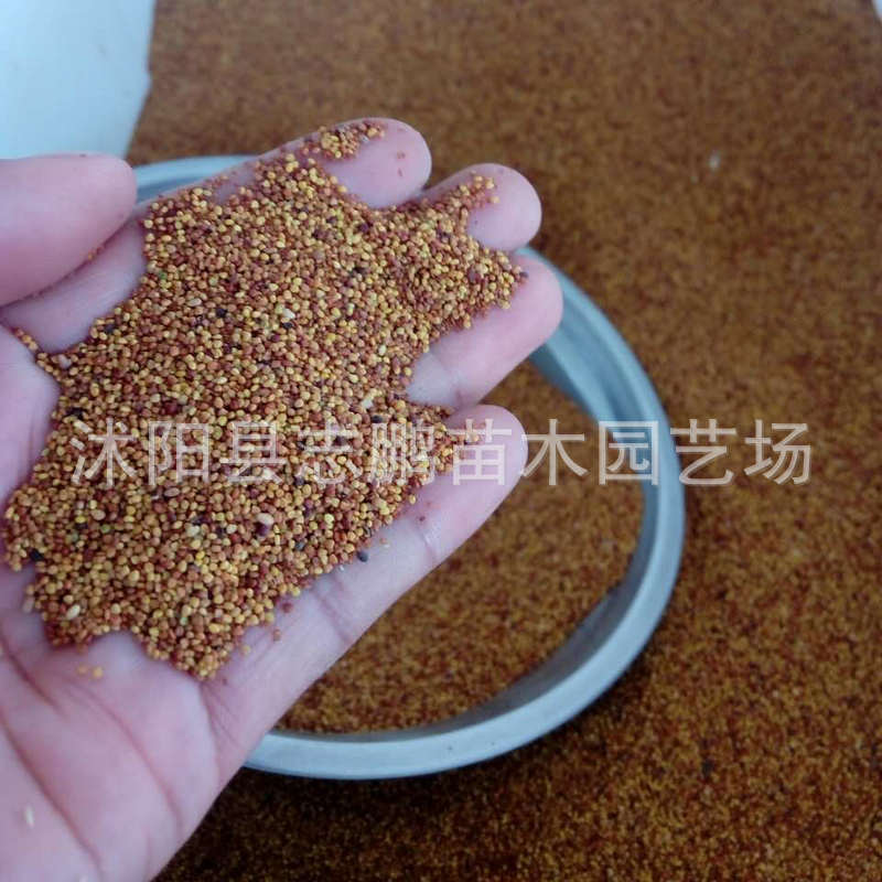 进口草坪种子 白三叶种子毛籽净籽 白车轴草种子批发 可货到付款