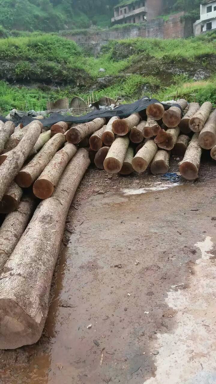 金丝楠边角料废料四川桢楠小叶桢楠根料树头树根原木边角料毛料