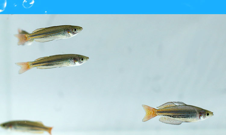 观赏热带鱼活体 红尾美人鱼活体 淡水小型宠物鱼活体渔场批发