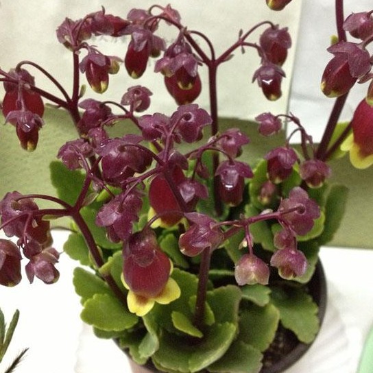 窗台办公桌植物宫灯长寿花宫灯长寿绿植盆栽灯笼花单棵价