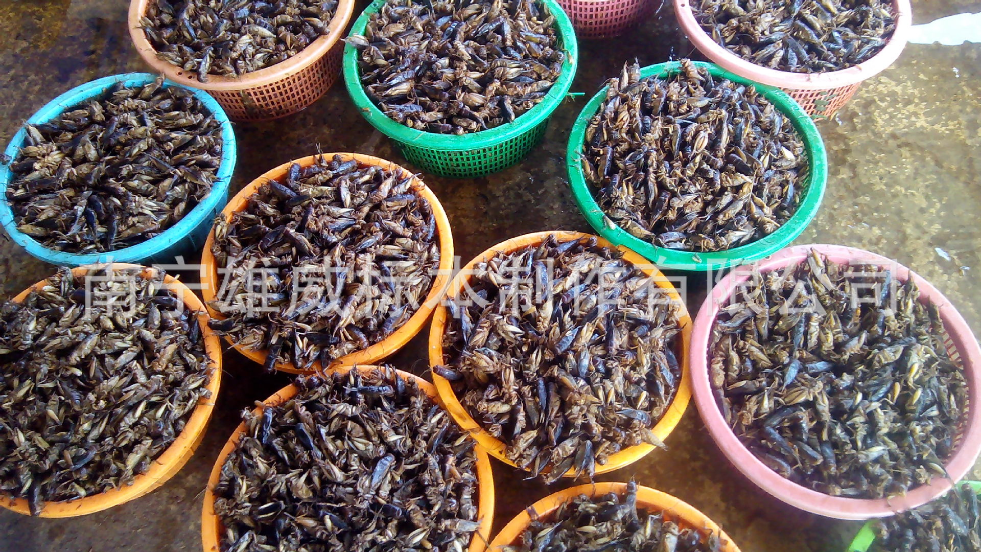 品种有越南巨型蜈蚣,广西多棘蜈蚣,雨林蝎,蟋蟀,龙虱,桂花蝉,蝗虫,竹