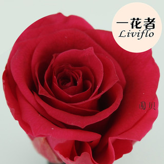 云南圃贝保鲜花七彩玫瑰彩虹纯手工上色永生花玫瑰