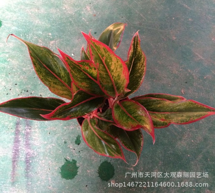 基地批发观叶植物(110#)万年红粗肋草盆栽 净化空气 美化环境图片