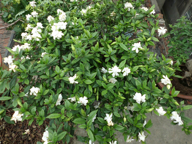批发小叶栀子花苗 四季栀子花 观花植物四季栀子花苗 量大从优