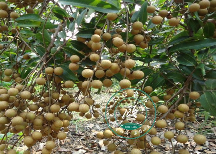 良种苗32号石硖龙眼桂圆苗嫁接果苗水果树苗古山二号四季双季龙眼
