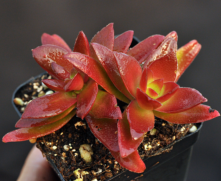 红叶祭 赤鬼城 火祭 单双混发 多肉植物批发 大棚直销 一.