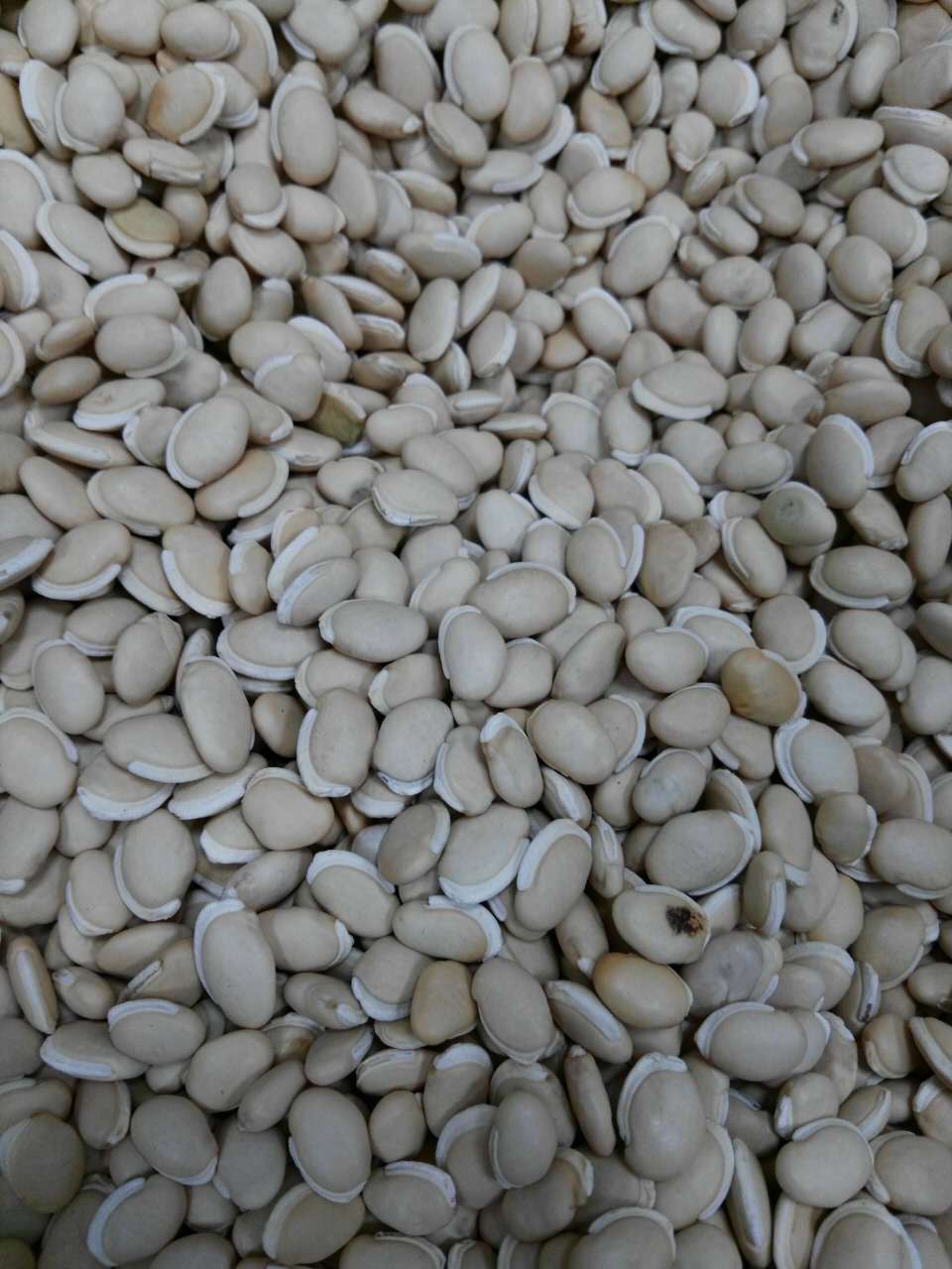 优质药用白扁豆 健脾胃白扁豆杂粮 低温烘焙五谷杂粮大粒白扁豆