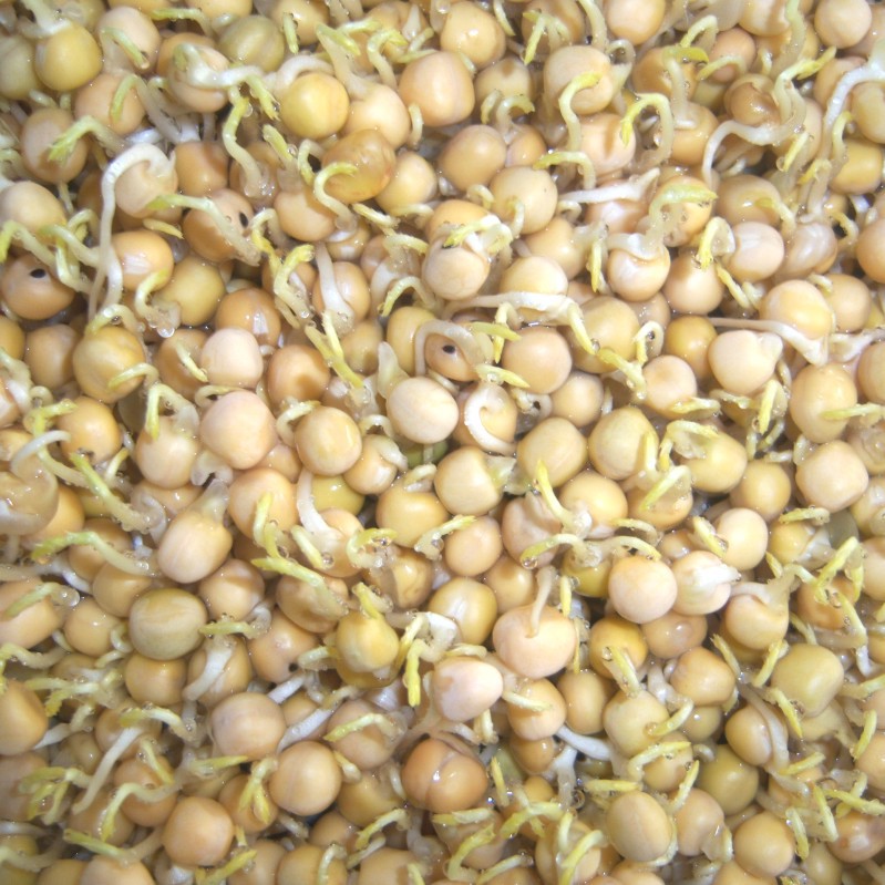 加拿大白豌豆种籽2019年新产特色蔬菜盆栽芽苗菜种子豌豆苗芽苗菜