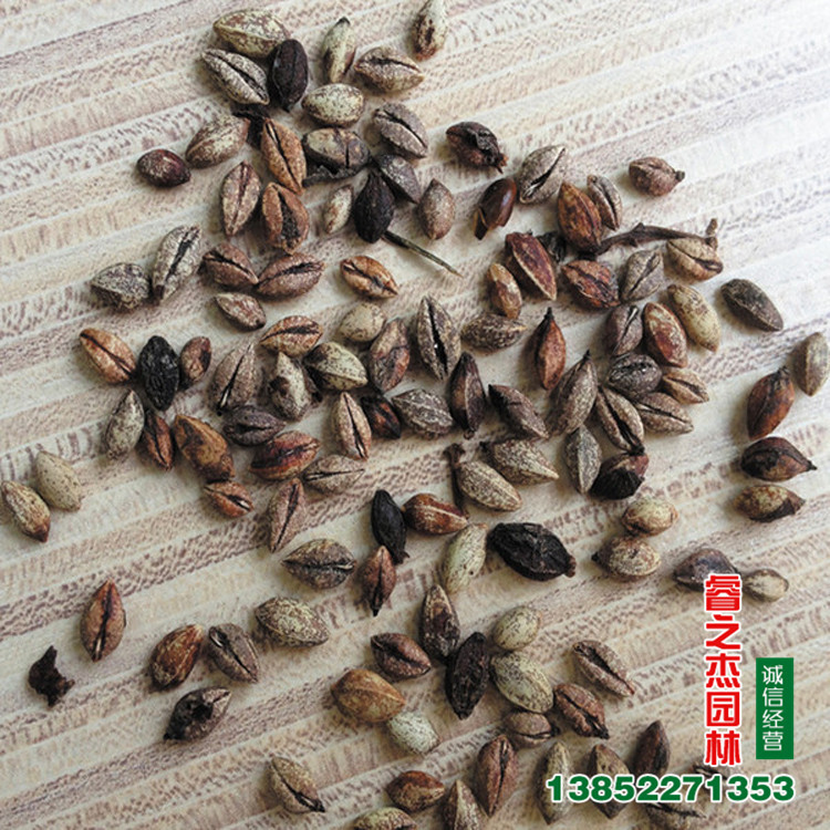 冬青种子法国冬青种子冬青卫矛种子红果冬青冬青树种子