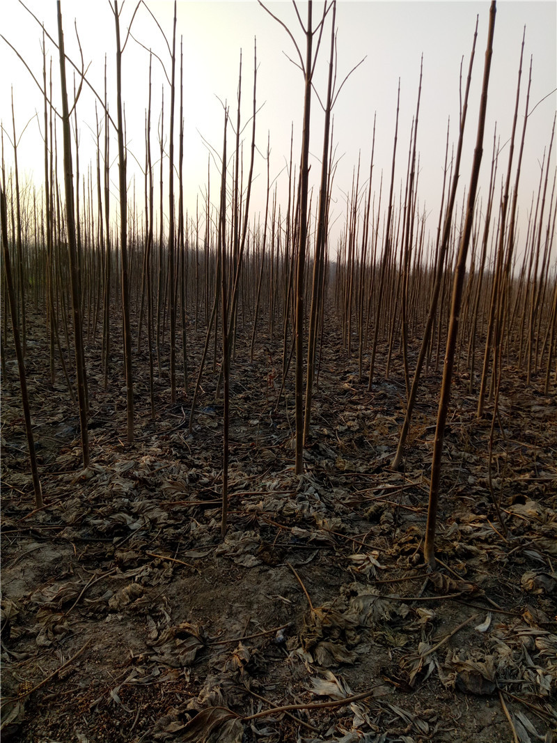 产地直销大量供应绿化工程杨树苗南林3804杨美洲黑杨树苗