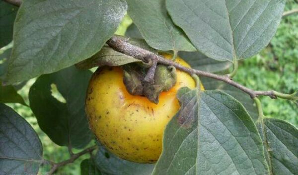 野生油柿子新鲜现摘油柿沱赣南农村天然高山油柿时令当季水果