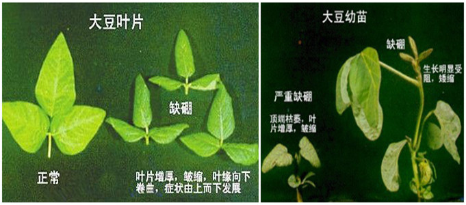 供应优质微量元素肥料 农场大豆种植专用水溶肥 厂家直销