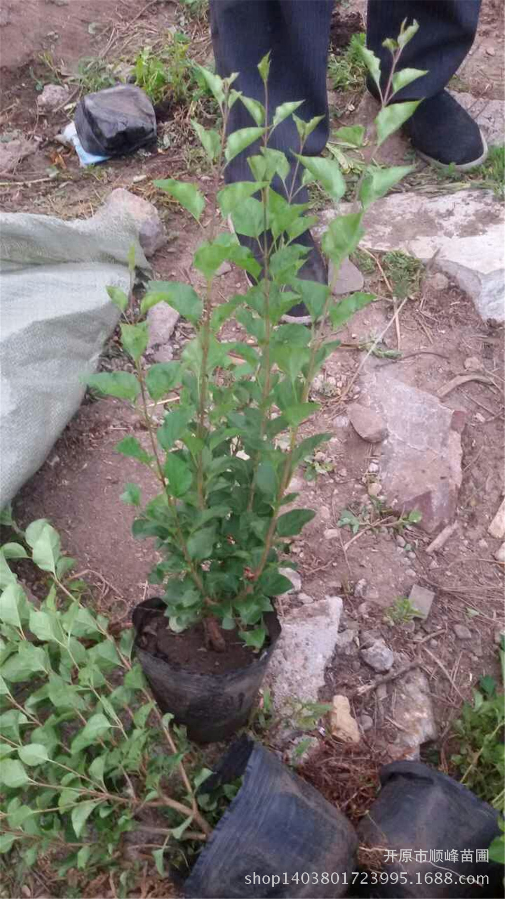 小叶丁香绿化树苗